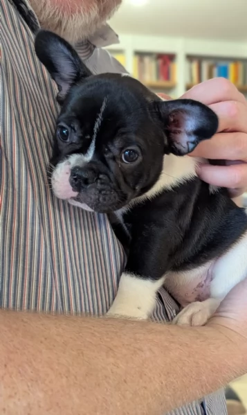 Cuccioli di Bulldog Francese disponibili