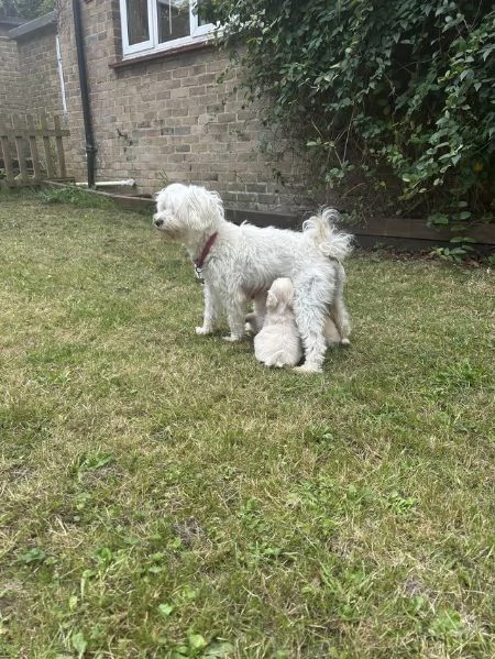 Disponibile bellissima cucciolata di maltesi | Foto 0