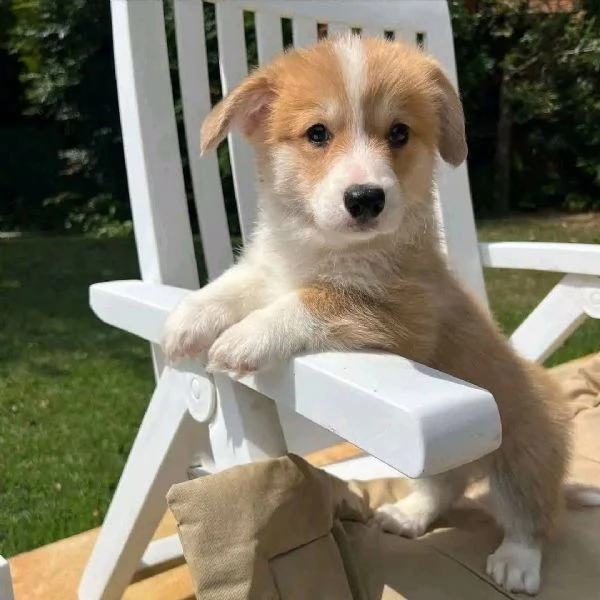 Welsh Corgi (cuccioli maschio e femmina)  “Cuccioli di Welsh Corgi, maschio e femmina, pronti per un