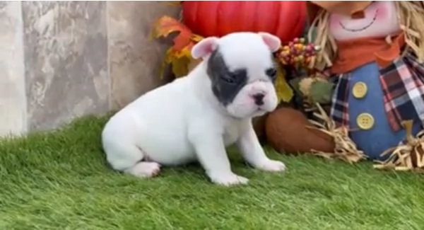 . Bulldog Francese (cuccioli maschio e femmina)