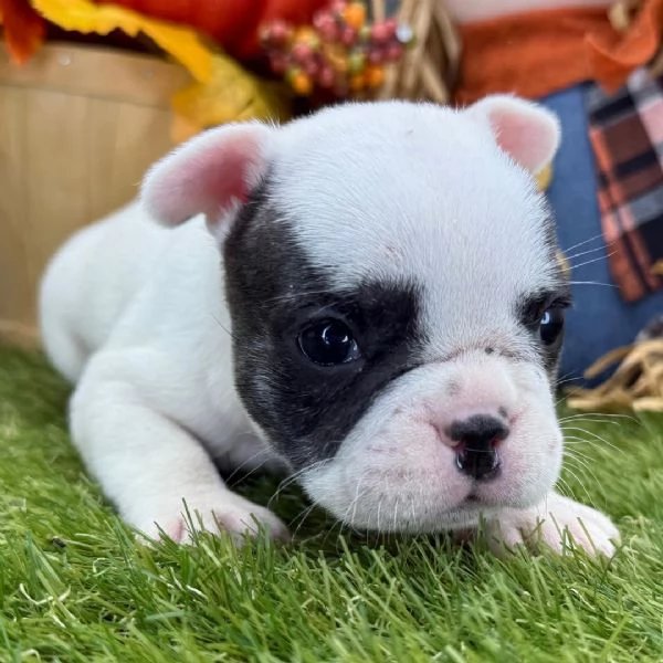 . Bulldog Francese (cuccioli maschio e femmina) | Foto 0