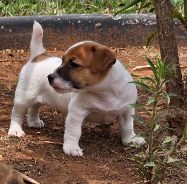 Jack Russell (cuccioli maschio e femmina)