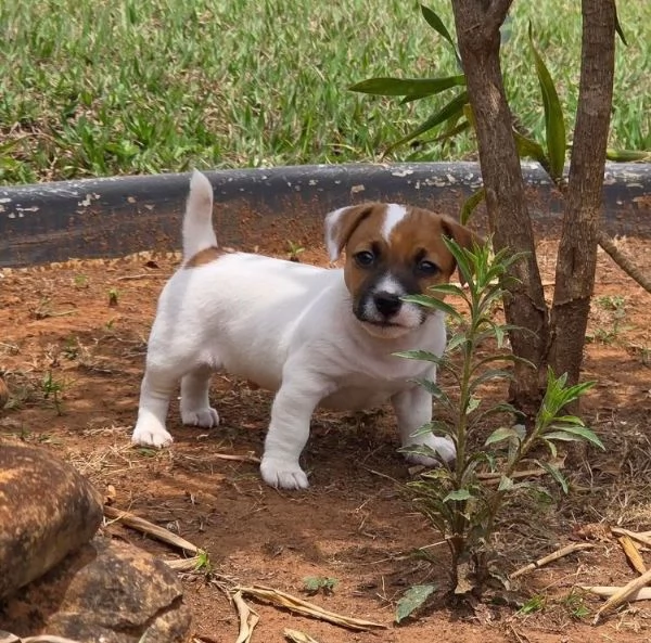 Jack Russell (cuccioli maschio e femmina) | Foto 0