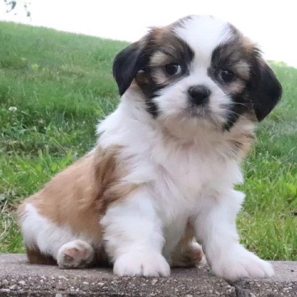  Shih Tzu Mini Toy (cuccioli maschio e femmina)