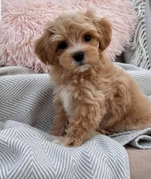 Maltipoo (cuccioli maschio e femmina)