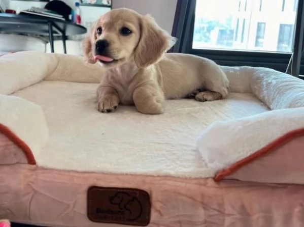 Bassotto nana (cuccioli maschio e femmina) | Foto 1