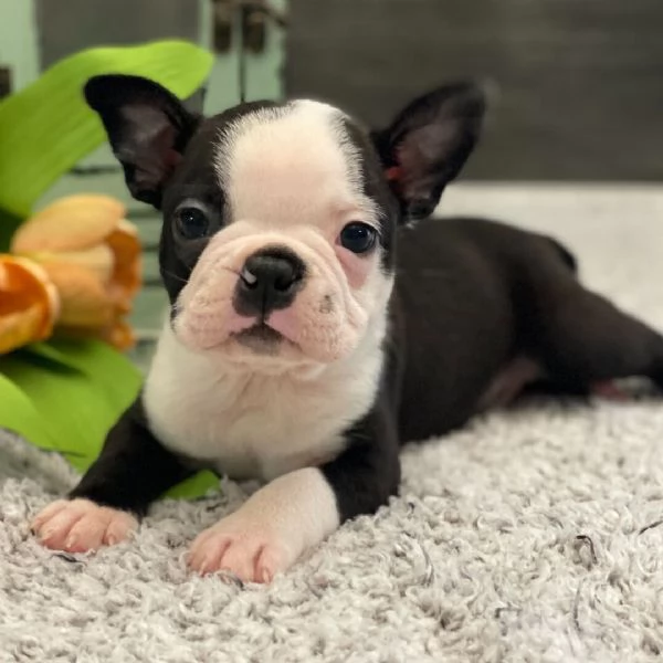 Boston terrier (cuccioli maschio e femmina)