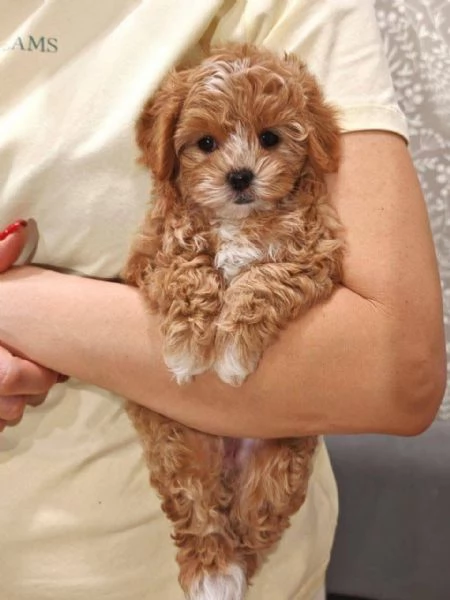Maltipoo mini toy (cuccioli maschio e femmina)
