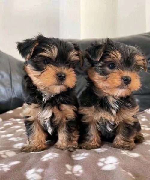 Yorkie (cuccioli maschio e femmina)