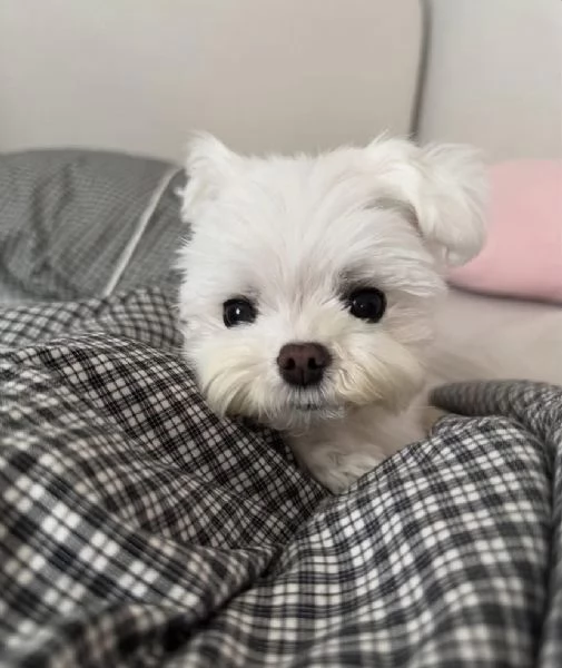Maltese Toy (cuccioli maschio e femmina)