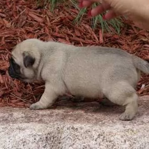 Carlino (Pug) (cuccioli maschio e femmina)