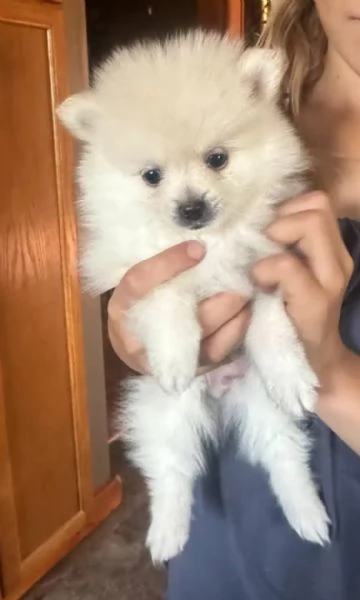 Volpino Pomeranian (cuccioli maschio e femmina) | Foto 1