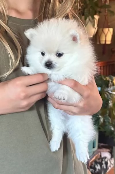 Volpino Pomeranian (cuccioli maschio e femmina)