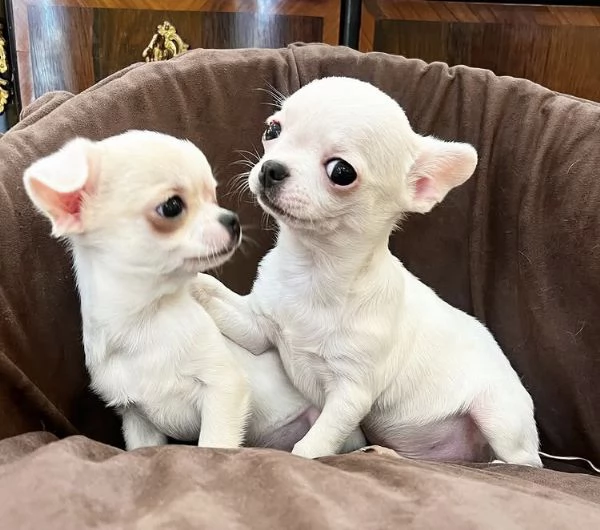  Barboncino Toy (cuccioli maschio e femmina) | Foto 0