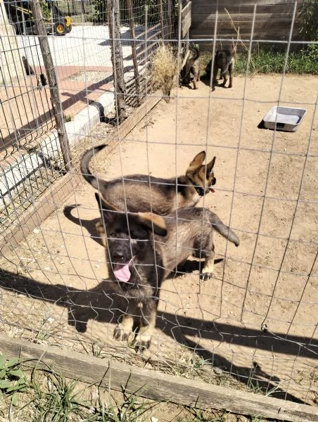 Pastore tedesco alta geneologiahr