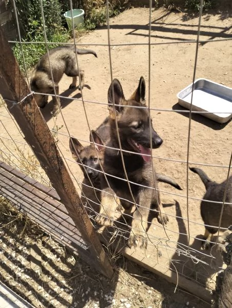 Pastore tedesco alta geneologiahr | Foto 2