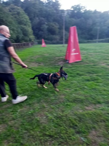 Pastore tedesco alta geneologiahr | Foto 1