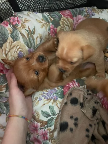 Cucciolo tipo Chihuahua maschio cerca nuova famiglia ❤️ | Foto 1