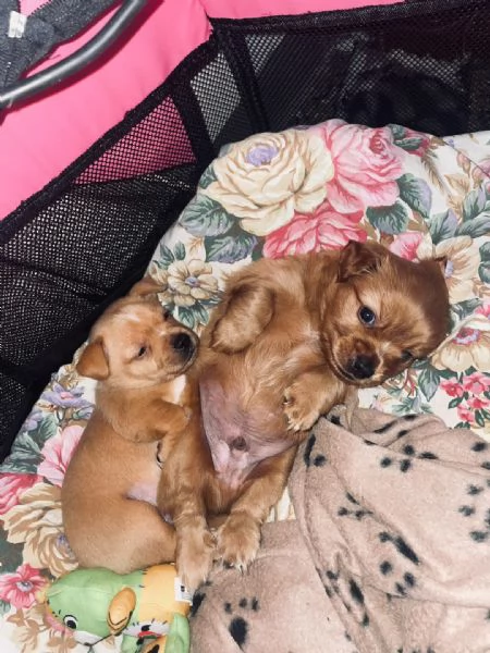 Cucciolo tipo Chihuahua maschio cerca nuova famiglia ❤️ | Foto 0