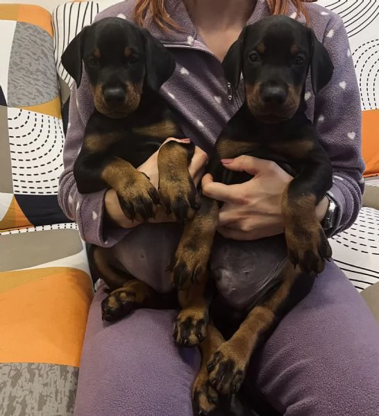 Cuccioli dobermann 