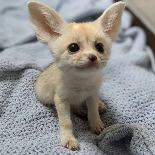 6 volpi del deserto (di poche settimane) | Foto 0