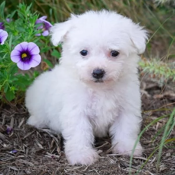 Bolognese (cuccioli maschio e femmina) | Foto 0