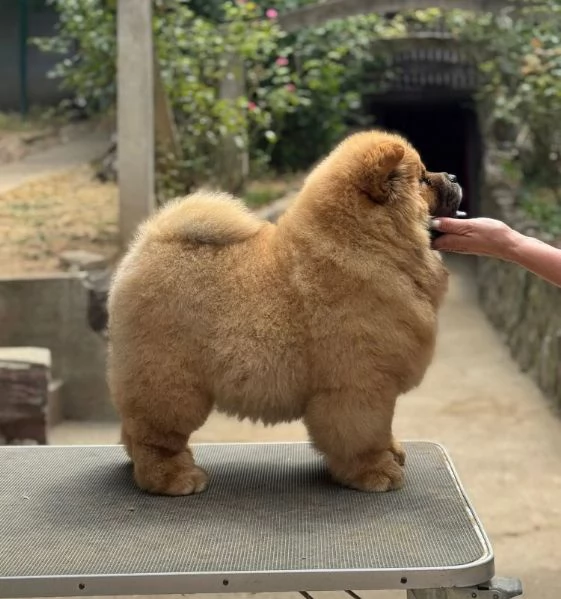 Chow Chow (cuccioli maschio e femmina)