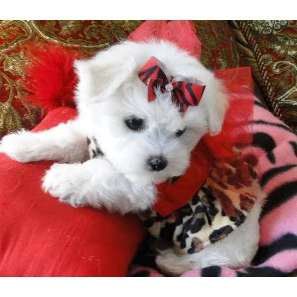 CUCCIOLI DI MALTESE!