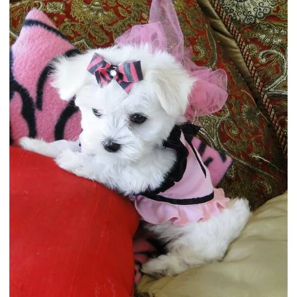 CUCCIOLI DI MALTESE ,;.