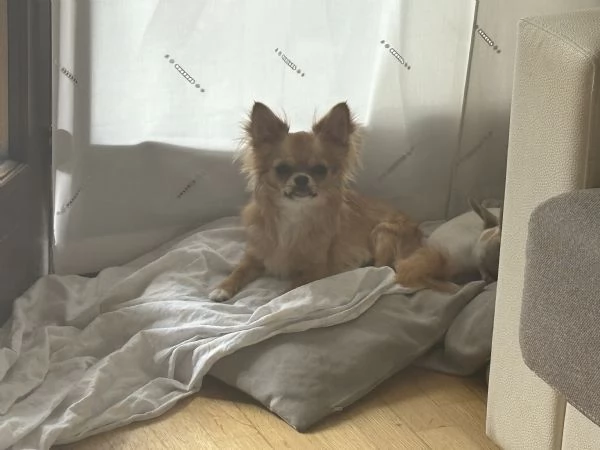 Pedro Chiuaua  | Foto 3