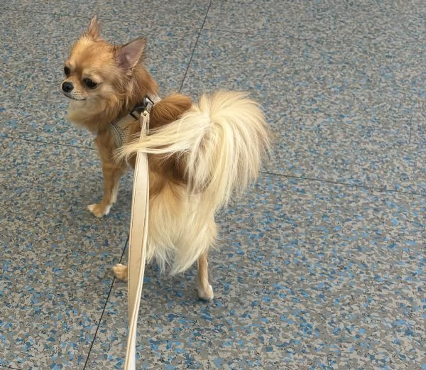 Pedro Chiuaua  | Foto 2