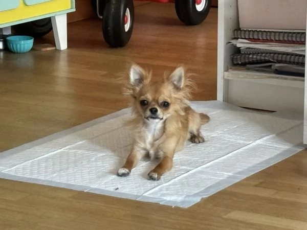 Pedro Chiuaua  | Foto 0