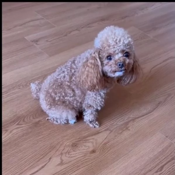 barboncino toy mochi disponibile per l'adozione | Foto 2