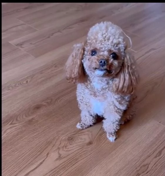  barboncino toy mochi disponibile per l'adozione