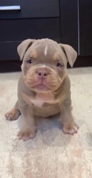 Cuccioli di pitbull disponibili per l'adozione | Foto 1