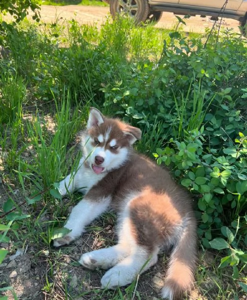 cuccioli di husky disponibili per l'adozione!