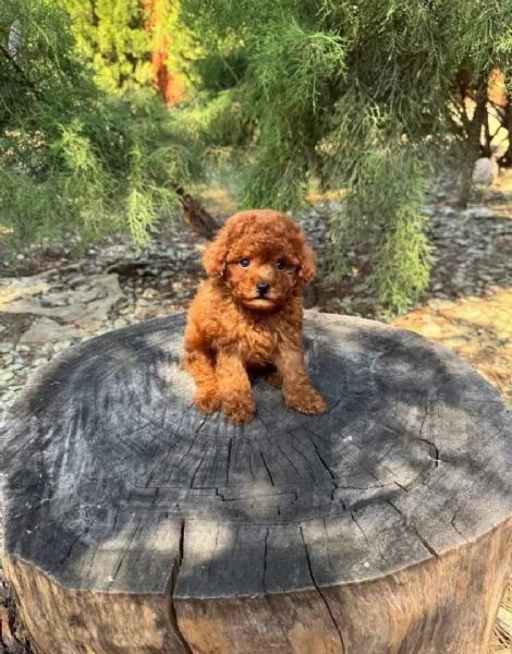 barboncino toy disponibile per l'adozione