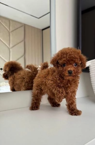 barboncino toy disponibile per l'adozione..