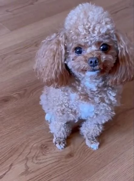 barboncino toy mochi disponibile per l'adozione | Foto 0