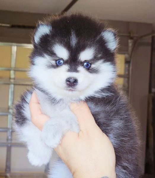 disponibile cucciolo di Pomsky per adozione,. | Foto 0
