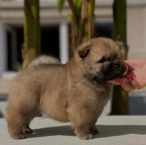 Cucciolo di Chow Chow disponibile per l'adozione., | Foto 0