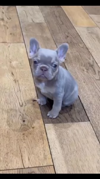 Adotta un adorabile cucciolo di bulldog francese!