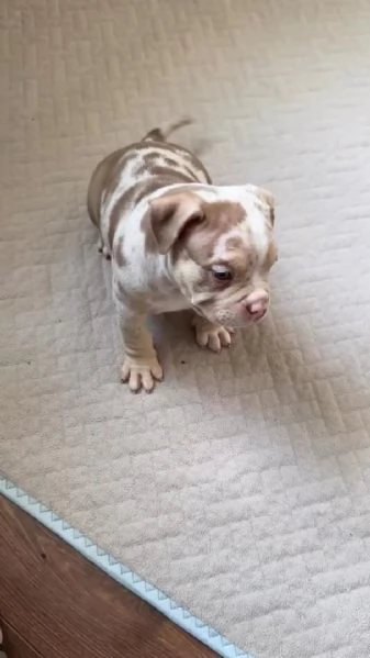 Cuccioli di pitbull disponibili per l'adozione,. | Foto 0