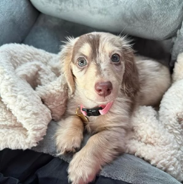 disponibile cucciolo di bassotto per adozione..