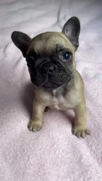 Adotta un adorabile cucciolo di bulldog francese,. | Foto 1