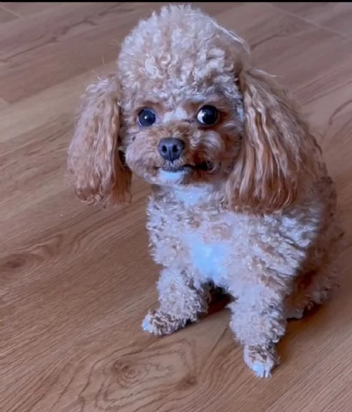 barboncino toy mochi disponibile per l'adozione