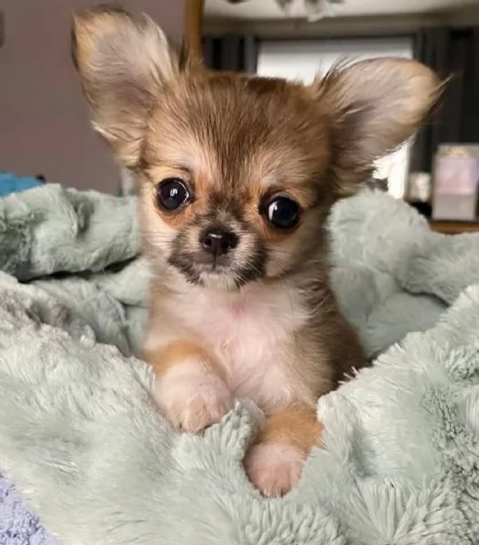 Cuccioli di Chihuahua disponibili per l'adozione,. | Foto 0