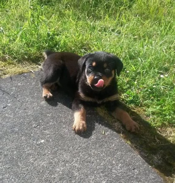 cucciolo di rottweiler disponibile per adozione,,