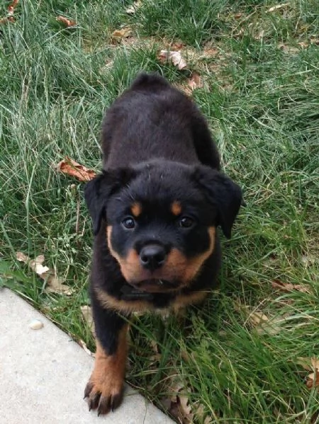cucciolo di rottweiler disponibile per adozione..