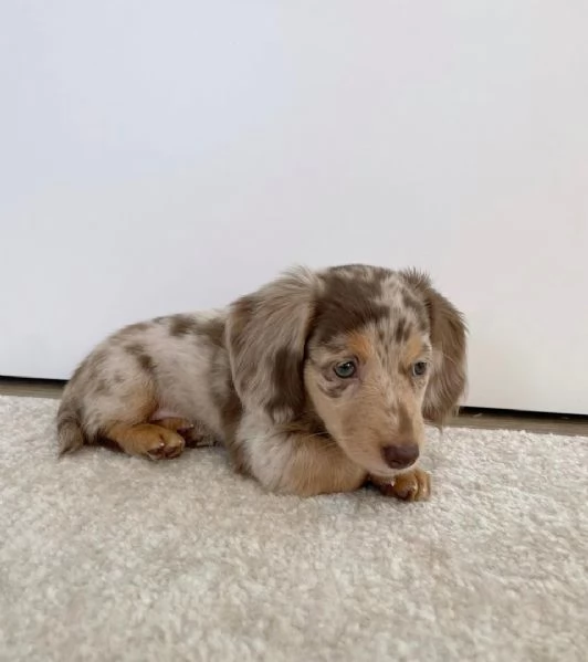 disponibile cucciolo di bassotto per adozione..